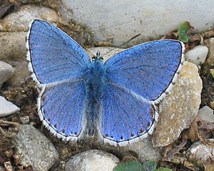 Polyommatus bellargus - Männchen Oberseite