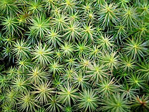 Polytrichum juniperinum.jpg