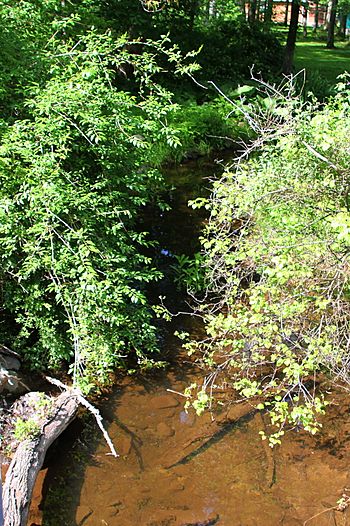 Pond Creek looking downstream.JPG