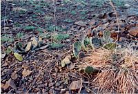 Prickly Pear CT Traprock