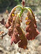 Quercus velutina leaves