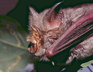 Rhinolophus fumigatus, Limpopo.jpg