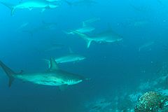 School of scalloped hammerheads at Wolf Island in the Galapagos Islands