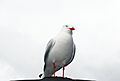 Seagull at Ku-ring-gai Chase National Park