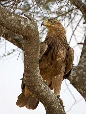 Serengeti Raubadler