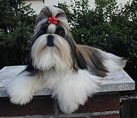 Shih-Tzu