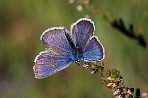 Silver-studded blue (Plebeius argus) male