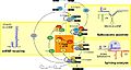 Spliceosome ball cycle new2