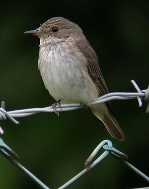 SpottedFlycatcheronfence