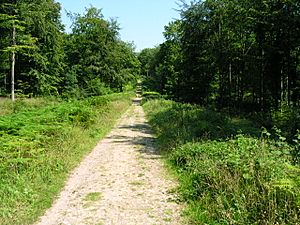 Stane Street at Eartham Woods