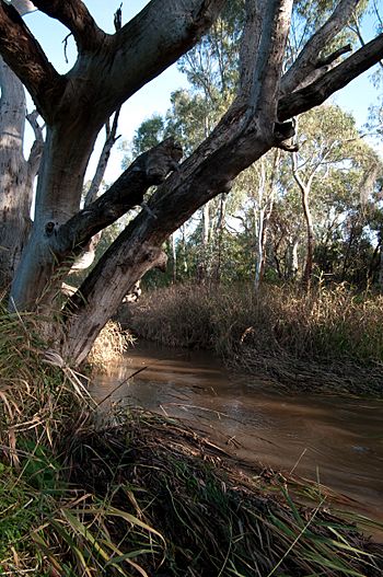 Sturt River, Adelaide.jpg