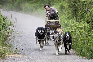 Summer Sled Dog Demonstration (5301815859)