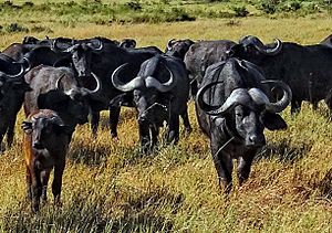 Syncerus-caffer-Masaai-Mara-Kenya crop.JPG