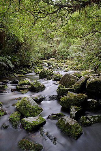 Tautuku River.jpg