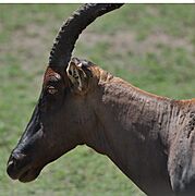 Topi in Northern Serengeti