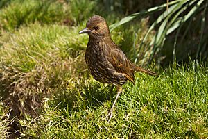 Tristan Thrush on Nightingale island.jpg