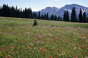 Trophy Flower Meadows