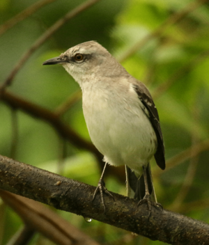 Tropical Mockingbird