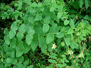 Vicia pisiformis3 W