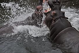 WPZ hippos fighting 01