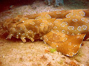 Wobbegong.jpg