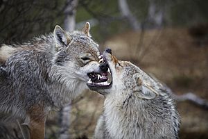 Wolves in Norway