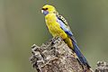 Yellow Rosella 4436