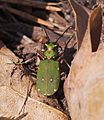 2017.03.25.-03-Kaefertaler Wald-Mannheim--Feld-Sandlaufkaefer