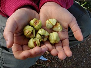 Acronychia suberosa Fruit