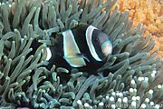 Amphiprion latezonatus RLS