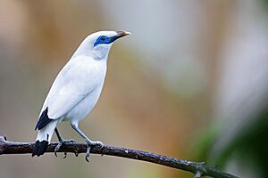 Bali Myna 0A2A9443.jpg