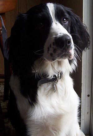 Border Collie b-w 2