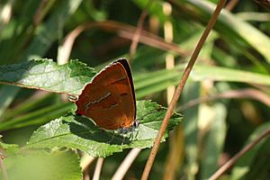 Brown hairstreak butterfly (Thecla betulae) female