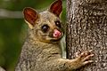 Brushtail Possum IMG 5005