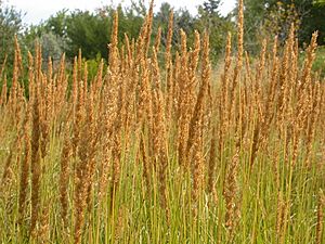 Calamagrostis stricta 01.jpg