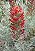 Castilleja lanata hololeuca 2.jpg