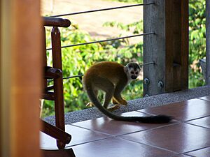 Central American Squirrel Monkey 7