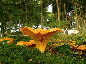 Chanterelles - geograph.org.uk - 920622