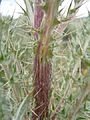 Cirsium brevistylum (5975949740)