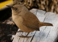 Cobb's Wren