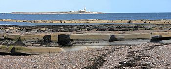 Coquet island 3.JPG