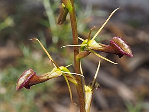 Cryptostylis ovata.jpg