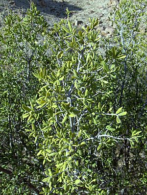 Diospyros texana.jpg