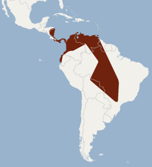 Distribution of Rhogeessa io.png