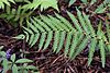 Dryopteris celsa NBG LR.jpg