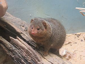 Dwarf Mongoose