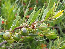 Eremophila glabrosa carnosa (fruit)