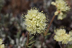 Eriogonum douglasii 9276.JPG