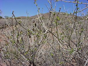 Flourensia cernua.jpg