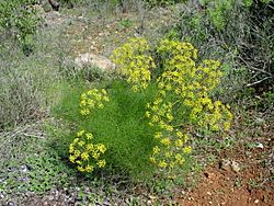 Foeniculum vulgare.JPG